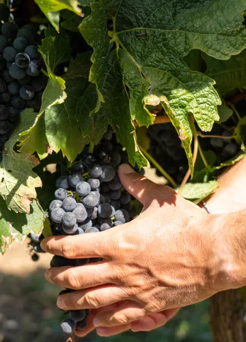 El sello de calidad «Vignobles et Découvertes», Isla de Oléron