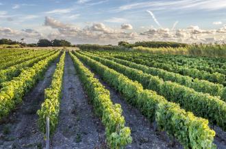 De la vigne au verre sur l'île d'Oléron