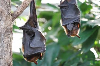 Chauve-souris, qui es-tu?