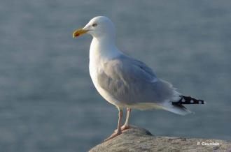 Les oiseaux hivernants de la côte ouest Oléronaise