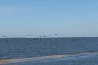 Les oiseaux à la pointe des doux - réserve naturelle de Moëze-Oléron
