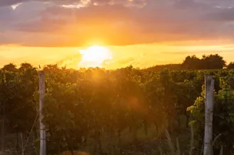 Fête des Vendanges et du Terroir_Saint-Denis-d'Oléron