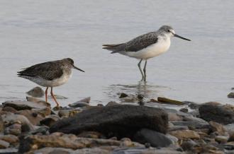 Observation des oiseaux au marais papinaud