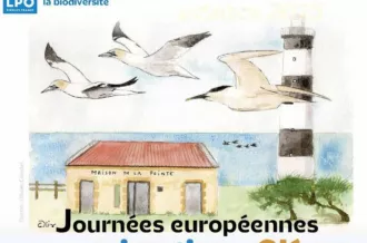 Exposition d'aquarelles de Lucas Brisson - Semaine de la Migration de la LPO_Saint-Denis-d'Oléron