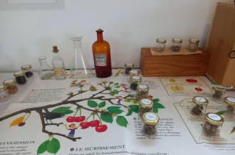 Botanic game_Le Château-d'Oléron