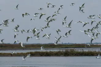 Reserve-Moeze-Oleron-LPO-Mouettes et avocettes