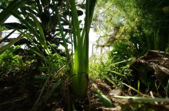 Visite du jardin de Terre d'Eveils