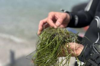 Découverte des herbiers marins - La zostère naine