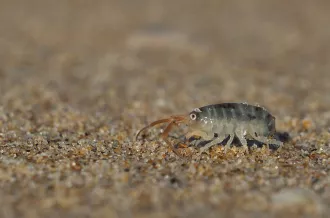 Découverte du bord de mer - animation spéciale "tout petits (3-5ans)"
