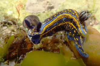 Découverte des nudibranches des pertuis