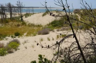 Chasse aux trésors ONF - Les secrets des palissades - Saint-trojan-les-Bains_Saint-Trojan-les-Bains