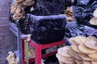 Champignonnière : Champitadelle_Le Château-d'Oléron