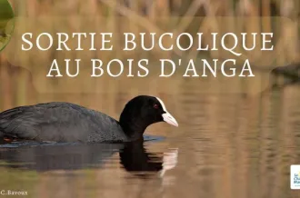 Balade bucolique au Bois d'Anga_Dolus-d'Oléron