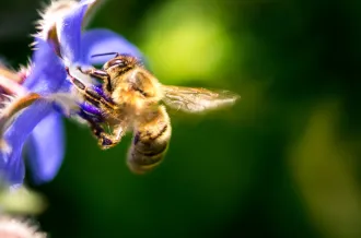 Visite et atelier aux jardins de l'APO_Saint-Trojan-les-Bains