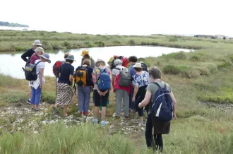 Balade botanique dans le marais de Brouage_Marennes-Hiers-Brouage
