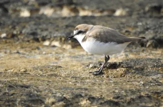 Balade ornithologique_Saint-Denis-d'Oléron