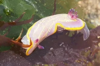 Le monde des nudibranches à Chassiron