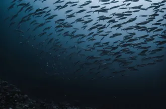 SOUS LA SURFACE - Photographies sous-marine_Saint-Denis-d'Oléron