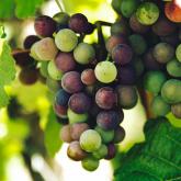 Produits du terroir sur l'île d'Oléron et le bassin de Marennes
