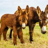 Autour des animaux sur l'île d'Oléron et le bassin de Marennes