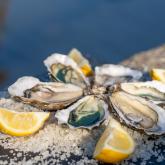 Bars à huître et fruits de mer île d'Oléron Marennes