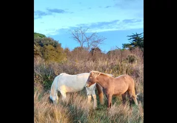 Les Cavalier d'Oléron