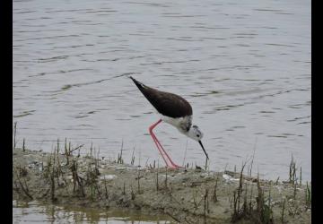 Fête de la nature au Port des Salines