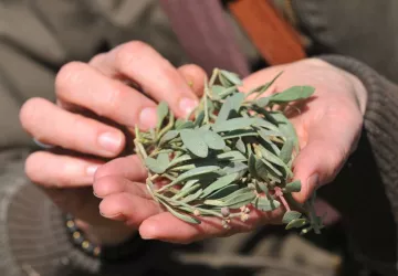 Atelier reconnaissance des plantes sauvages comestibles et dégustation