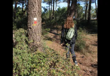 Balade pédestre : Saint-Trojan-les-Bains, la forêt domaniale_Dolus-d'Oléron
