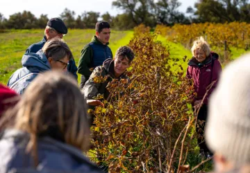 Fête des Vendanges et du Terroir_Saint-Denis-d'Oléron