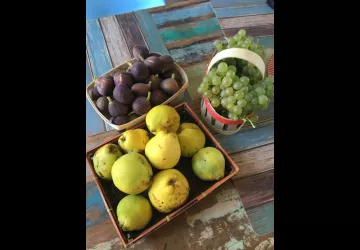 Fruits du jardin