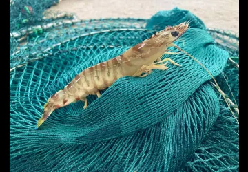 Huîtres Gilles Massé_Dolus-d'Oléron