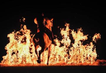 Spectacle équestre