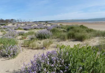 De la dune à la forêt"  Balade avec Les Sorties de la Renarde  ­_Le Grand-Village-Plage