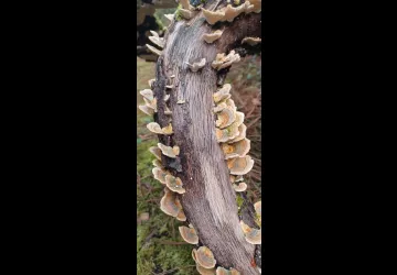 Balade en forêt du bord de mer - Oléron