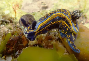 Découverte des nudibranches des pertuis