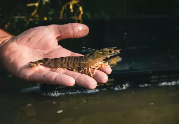 Les Perles du Marais - Tom Vergnaud_Marennes-Hiers-Brouage