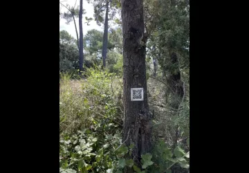 Chasse aux trésors ONF - Les secrets des palissades - Saint-trojan-les-Bains_Saint-Trojan-les-Bains