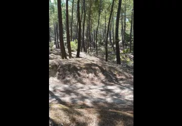 Chasse aux trésors ONF - Les secrets des palissades - Saint-trojan-les-Bains_Saint-Trojan-les-Bains