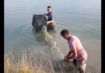 Huîtres Massé_Dolus-d'Oléron