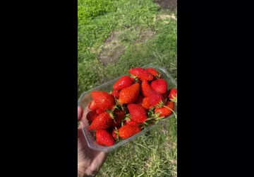 GAEC AU RYTHME DES LOMBRICS_Dolus-d'Oléron