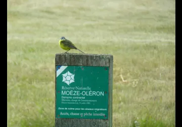 Printemps des réserves naturelles, rendez-vous du matin à Moëze-Oléron_Moëze