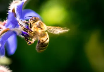 Visite et atelier aux jardins de l'APO_Saint-Trojan-les-Bains