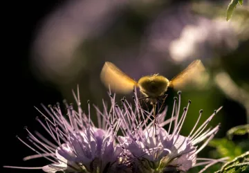 Visite et atelier aux jardins de l'APO_Saint-Trojan-les-Bains