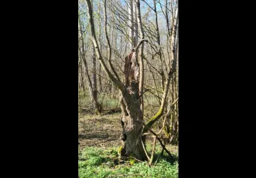 Les semaines de l'Arbre et du Paysage