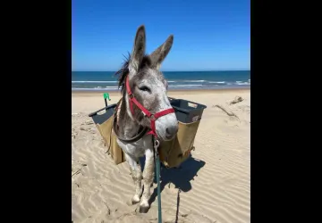Ramassage des déchets sur plage_Saint-Georges-d'Oléron