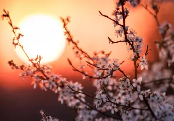 Fête du Levant_Dolus-d'Oléron