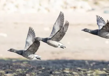 Points d'observation des oiseaux - Semaine de la Migration avec la LPO_Saint-Denis-d'Oléron